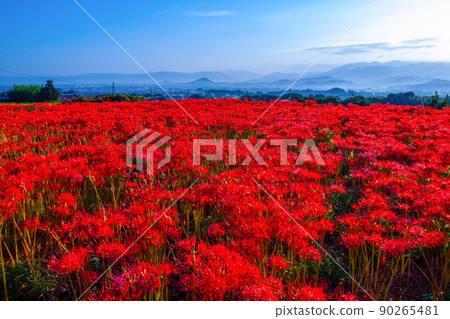 九本寺周圍盛開的孤挺花簇 90265481