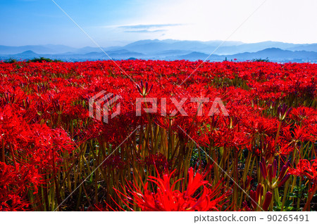 九本寺周圍盛開的孤挺花簇 90265491