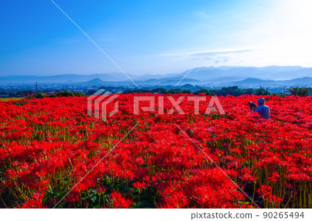 九本寺周圍盛開的孤挺花簇 九本寺周圍盛開的孤挺花簇 90265494