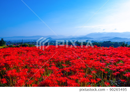 九本寺周圍盛開的孤挺花簇 九本寺周圍盛開的孤挺花簇 90265495