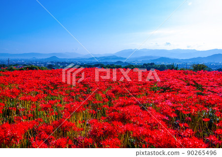 九本寺周圍盛開的孤挺花簇 九本寺周圍盛開的孤挺花簇 90265496