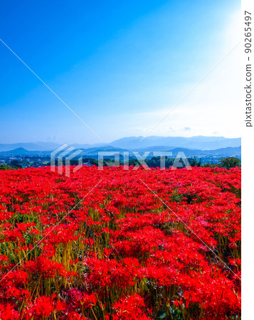 九本寺周圍盛開的孤挺花簇 90265497