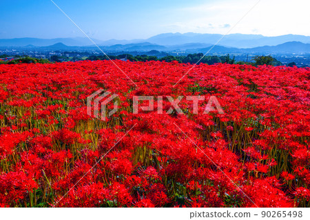 九本寺周圍盛開的孤挺花簇 90265498