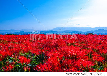 九本寺周圍盛開的孤挺花簇 九本寺周圍盛開的孤挺花簇 90265499