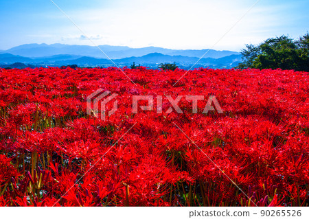 九本寺周圍盛開的孤挺花簇 九本寺周圍盛開的孤挺花簇 90265526