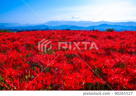 九本寺周圍盛開的孤挺花簇 90265527