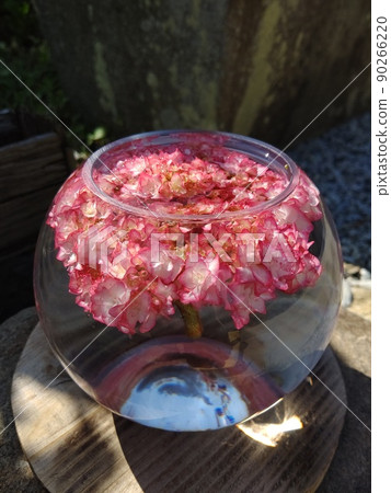 Beautiful hydrangea in a glass ball that shines in light and water 90266220