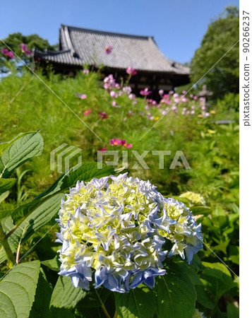 玻璃球中美麗的繡球花,在光和水中發光 玻璃球中美麗的繡球花,在光和水中發光 90266237