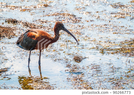 The glossy ibis, latin name Plegadis falcinellus, searching for food in the shallow lagoon. 90266773