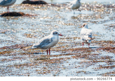 Black-headed gull, lat. Chroicocephalus ridibundus, sits on the river shore 90266774