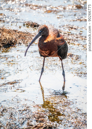 The glossy ibis, latin name Plegadis falcinellus, searching for food in the shallow lagoon. 90266775