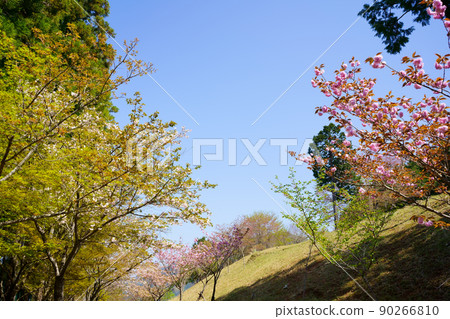Spring Sakuragaoka Park (Miyoshi City, Tokushima Prefecture) 90266810