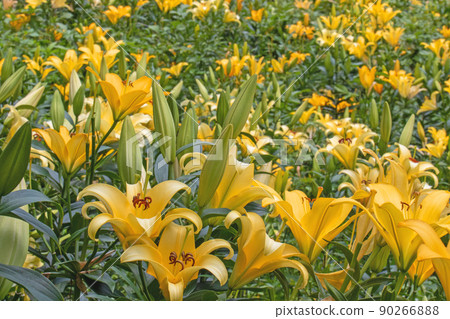 One-sided lily early summer flower garden-Kasui Yuri-no-en 90266888