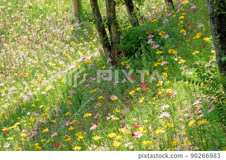 One-sided lily early summer flower garden-Kasui Yuri-no-en 90266983