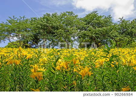 One-sided lily early summer flower garden-Kasui Yuri-no-en 90266984