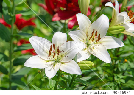 單面百合初夏花園-Kasui Yuri-no-en 90266985