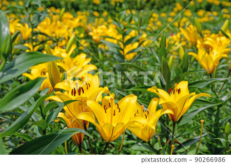 單面百合初夏花園-Kasui Yuri-no-en 90266986