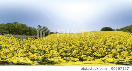 北海道安平鎮油菜花田(360°VR素材) 北海道安平鎮油菜花田(360°VR素材) 90267167