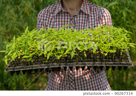 Female farmer holding hemp seedling in nursery tray in farm 90267314