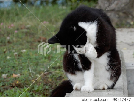 Black and white cat 90267487