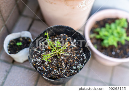 園藝插條、夏季蔬菜種植 90268135