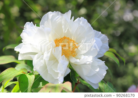 大白牡丹花(紐扣) 大白牡丹花(紐扣) 90268170