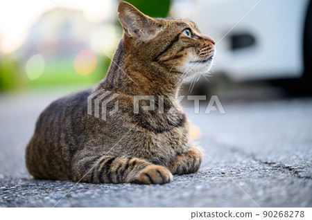 Kijitora cat lying down in the parking lot 90268278
