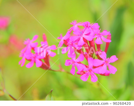 Musi Trinadesico 90268420