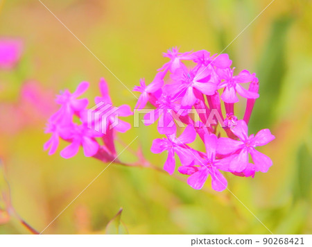 Musi Trinadesico 90268421