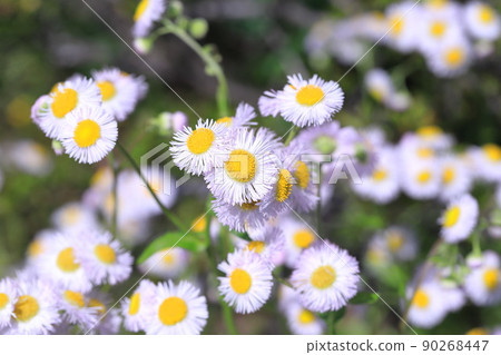 漂亮的春天紫色花園(Halzion) 漂亮的春天紫色花園(Halzion) 90268447