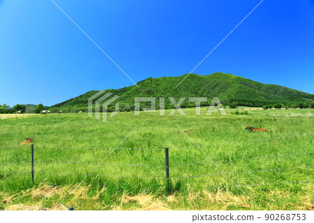 [岡山縣]新鮮綠色的Hiruzen Plateau（Hiruzen Jersey Land） 90268753