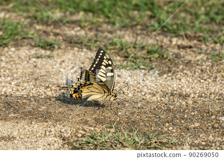 Water absorption behavior of swallowtail butterfly (Papilio machaon) Water absorption behavior of swallowtail butterfly (Papilio machaon) 90269050