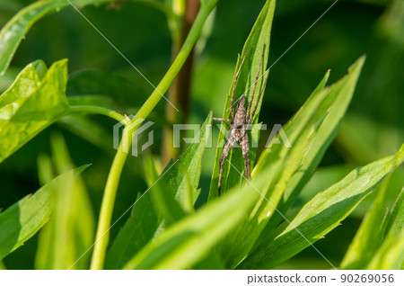 Azumadoda spider 90269056