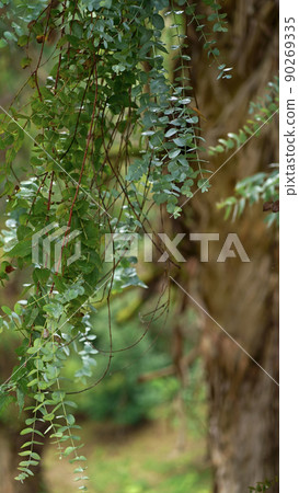Eucalyptus leaves. Branch of eucalyptus tree. selectie focus Eucalyptus leaves. Branch of eucalyptus tree. selectie focus 90269335