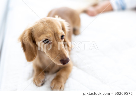 Sleeping face of pet dog and baby 7 months boy Kaninhen Dachshund Sleeping face of pet dog and baby 7 months boy Kaninhen Dachshund 90269575