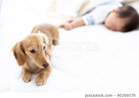 Sleeping face of pet dog and baby 7 months boy Kaninhen Dachshund 90269576