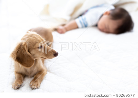 Sleeping face of pet dog and baby 7 months boy Kaninhen Dachshund 90269577