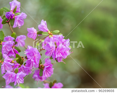Pink flowers of Siberian rhododendron copy space. Rhododendron Ledebourii. Spring flowering of Altai rhododendron. 90269608