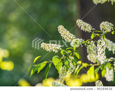 White flowers blooming bird cherry. Close-up of a Flowering Prunus padus Tree with White Little Blossoms 90269616