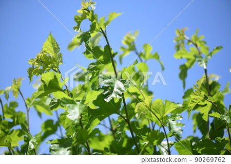 初夏桑葉 初夏桑葉 90269762