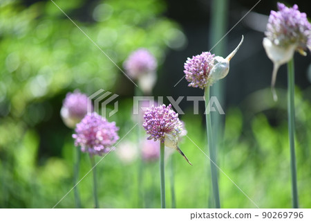 大蒜花 大蒜花 90269796