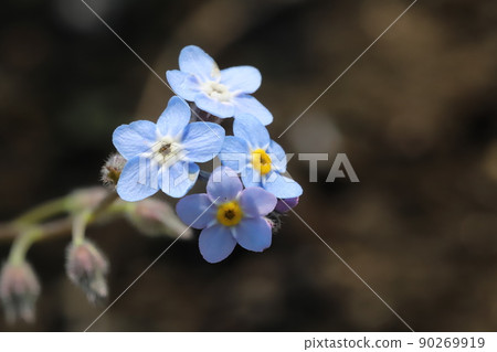 Blue flowers of forget-me-not blooming in Japanese garden in spring Blue flowers of forget-me-not blooming in Japanese garden in spring 90269919