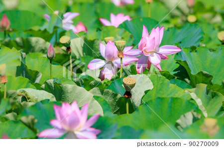 覆蓋池塘的荷花 90270009