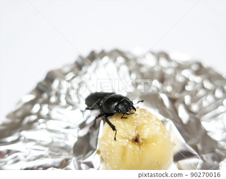 Stag (female) bait bait Stag (female) bait bait 90270016