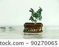 Banyan Tree Small bonsai in a square plant pot. a lucky tree. It is believed that there is a meaning of collecting gold money to flow, helping to purify the air and also take up less space, easy to 90270065