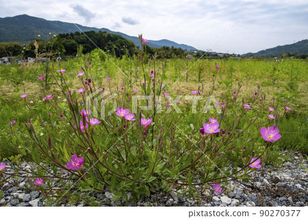 月見草花盛開的風景 90270377