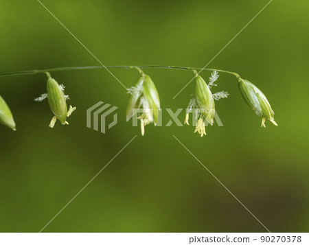 Melica nutans 花 Melica nutans 花 90270378