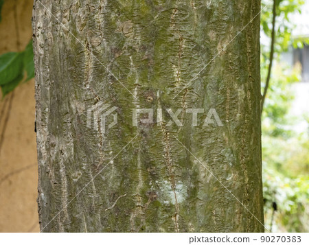 杜仲樹的樹皮，是一種藥物 90270383