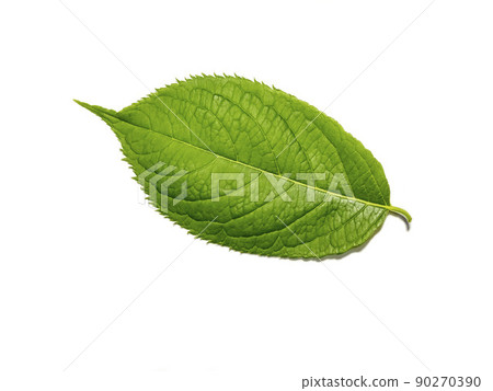 白色背景上的杜仲葉 白色背景上的杜仲葉 90270390
