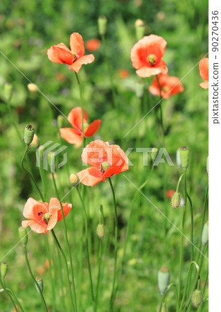 Orange long fruit chicks (Papaver dubium) 90270436